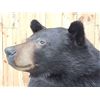 Image 4 : Big Black Bear Full Body Taxidermy Mount