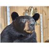 Image 5 : Big Black Bear Full Body Taxidermy Mount