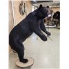 Image 6 : Big Black Bear Full Body Taxidermy Mount
