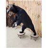 Image 7 : Big Black Bear Full Body Taxidermy Mount