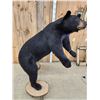 Image 8 : Big Black Bear Full Body Taxidermy Mount