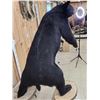 Image 9 : Big Black Bear Full Body Taxidermy Mount