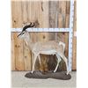 Image 1 : Rare Sommerring's Gazelle Full Body Taxidermy Mount