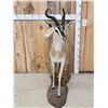 Image 2 : Rare Sommerring's Gazelle Full Body Taxidermy Mount