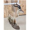 Image 3 : Rare Sommerring's Gazelle Full Body Taxidermy Mount
