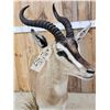 Image 4 : Rare Sommerring's Gazelle Full Body Taxidermy Mount