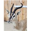 Image 5 : Rare Sommerring's Gazelle Full Body Taxidermy Mount