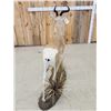 Image 6 : Rare Sommerring's Gazelle Full Body Taxidermy Mount