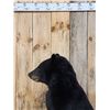 Image 10 : Nice Black Bear Full Body Taxidermy Mount