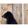 Image 11 : Nice Black Bear Full Body Taxidermy Mount