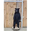 Image 1 : Nice Black Bear Full Body Taxidermy Mount