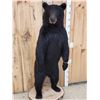 Image 2 : Nice Black Bear Full Body Taxidermy Mount