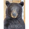 Image 3 : Nice Black Bear Full Body Taxidermy Mount