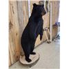 Image 4 : Nice Black Bear Full Body Taxidermy Mount