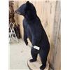 Image 5 : Nice Black Bear Full Body Taxidermy Mount