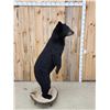 Image 6 : Nice Black Bear Full Body Taxidermy Mount