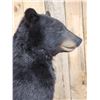 Image 7 : Nice Black Bear Full Body Taxidermy Mount