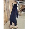 Image 8 : Nice Black Bear Full Body Taxidermy Mount