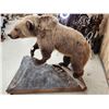 Image 11 : Beautiful Alaskan Grizzly Bear Full Body Taxidermy Mount