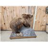Image 12 : Beautiful Alaskan Grizzly Bear Full Body Taxidermy Mount