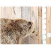 Image 13 : Beautiful Alaskan Grizzly Bear Full Body Taxidermy Mount