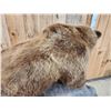Image 15 : Beautiful Alaskan Grizzly Bear Full Body Taxidermy Mount