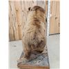 Image 16 : Beautiful Alaskan Grizzly Bear Full Body Taxidermy Mount