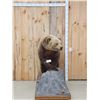 Image 1 : Beautiful Alaskan Grizzly Bear Full Body Taxidermy Mount