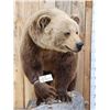 Image 2 : Beautiful Alaskan Grizzly Bear Full Body Taxidermy Mount