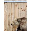 Image 5 : Beautiful Alaskan Grizzly Bear Full Body Taxidermy Mount
