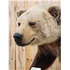Image 6 : Beautiful Alaskan Grizzly Bear Full Body Taxidermy Mount