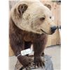 Image 8 : Beautiful Alaskan Grizzly Bear Full Body Taxidermy Mount