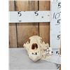 Image 1 : Alaskan Grizzly Bear Skull Taxidermy