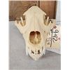 Image 2 : Alaskan Grizzly Bear Skull Taxidermy