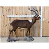 Image 1 : Rare Nile Lechwe Full Body Taxidermy Mount