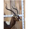 Image 2 : Rare Nile Lechwe Full Body Taxidermy Mount