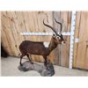 Image 3 : Rare Nile Lechwe Full Body Taxidermy Mount