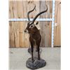 Image 4 : Rare Nile Lechwe Full Body Taxidermy Mount