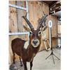 Image 5 : Rare Nile Lechwe Full Body Taxidermy Mount