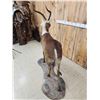 Image 7 : Rare Nile Lechwe Full Body Taxidermy Mount