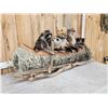 Image 5 : Noah's Ark 5 Critters In A Birch Bark Canoe Taxidermy