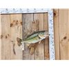 Image 1 : 23" Largemouth Bass Real Skin Fish Taxidermy