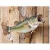 Image 2 : 23" Largemouth Bass Real Skin Fish Taxidermy
