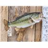 Image 3 : 23" Largemouth Bass Real Skin Fish Taxidermy