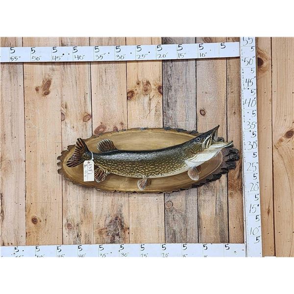 39" Northern Pike Real Skin Fish Taxidermy