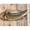 Image 3 : 39" Northern Pike Real Skin Fish Taxidermy