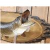Image 4 : 39" Northern Pike Real Skin Fish Taxidermy
