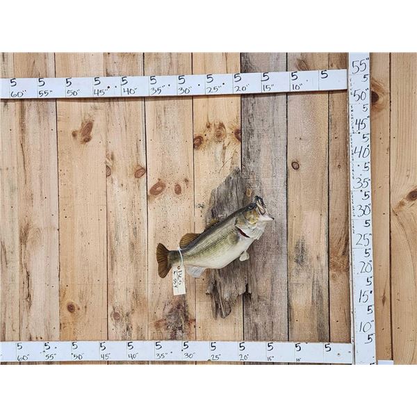 Big FAT 22" Largemouth Bass Real Skin Fish Taxidermy