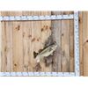 Image 1 : Big FAT 22" Largemouth Bass Real Skin Fish Taxidermy