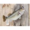 Image 2 : Big FAT 22" Largemouth Bass Real Skin Fish Taxidermy